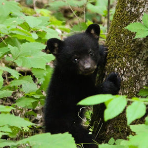 Meet your Posher, Bella